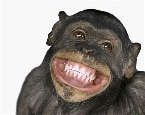 Funny Monkey Images (2) | Fotos de mono, Mono sonriente, Imágenes divertidas de monos