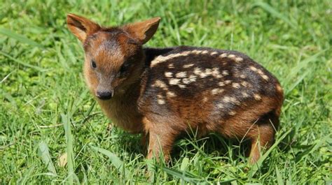 Pudú, la especie más pequeña de ciervos | La Verdad Noticias