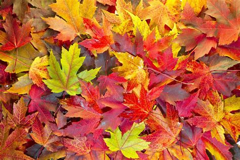 Why Do Leaves Change Colors in the Fall? | Britannica