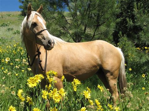 Pics Photos - Palomino Horse Hd Wallpaper Image