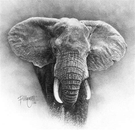 Pencil Drawing Elephant Pictures - pencildrawing2019