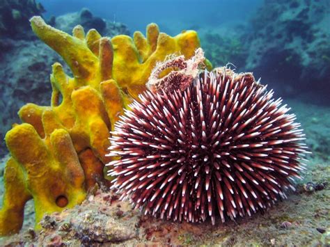 Sea Urchins in the Reef Aquarium | Marine Invertebrates | AlgaeBarn