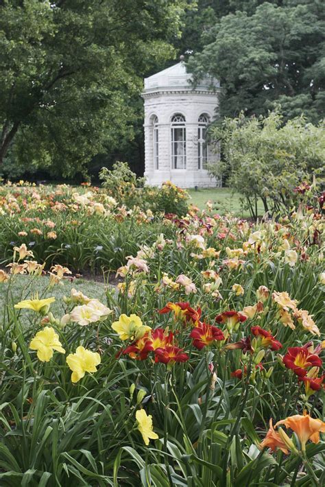 Daylilies