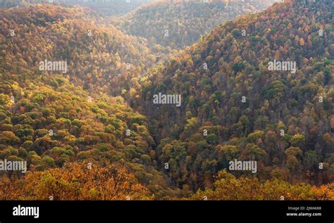 Fall colors in forest at Coopers Rock State Park WV Stock Photo - Alamy