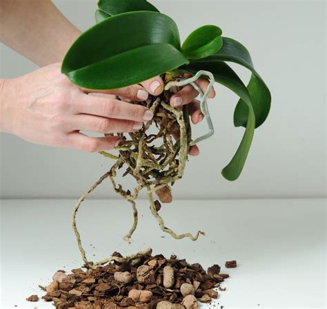 Easy Orchid Care Guide