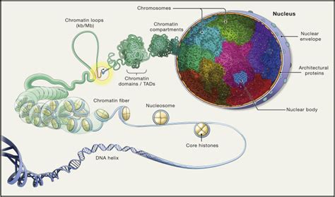 The Self-Organizing Genome: Principles of Genome Architecture and Function: Cell