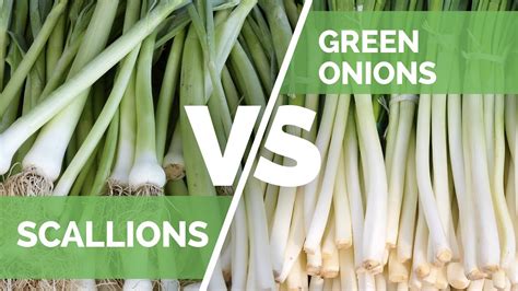 Scallions, Green Onions, and Spring Onions: What’s the Difference?