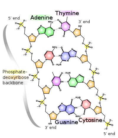 Structural Biochemistry/Nucleic Acid/DNA/DNA structure - Wikibooks ...