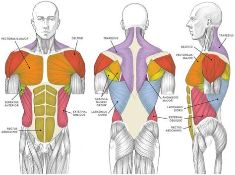 Pin by Nita on Anatomy in 2023 | Figure drawing, Male torso, Muscles of ...