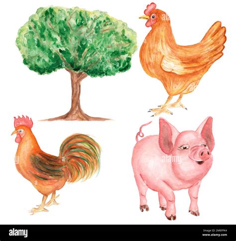 Farm Animals Clipart, Watercolor hand drawn ruster and cock Clip art ...