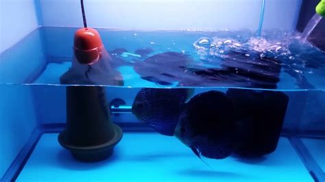 How To Use Methylene Blue In Aquarium - Aquarium Views