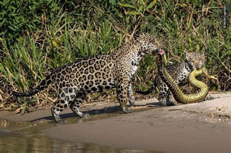 How do jaguars kill prey? – Michael Broad