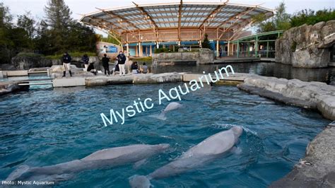 Mystic Aquarium Tour - YouTube