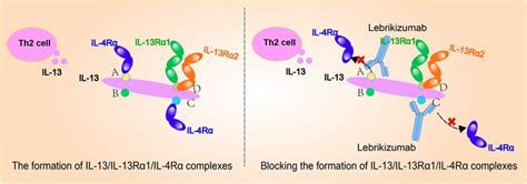 Lilly's Lebrikizumab Significantly Improved Skin Clearance and Itch in People with Moderate-to ...