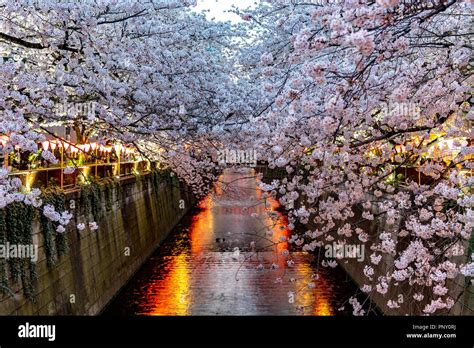 Cherry blossom season in Tokyo at Meguro river, Japan Meguro river ...