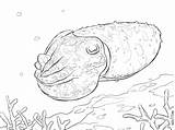 Cuttlefish Coloring Page sketch template