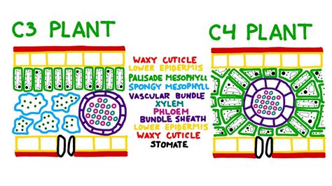 how is photosynthesis similar in c4 plants and cam plants - oneathomeclub