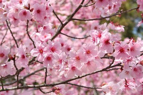 Cherry Blossoms in Osaka: When & Where to See Sakura in 2019