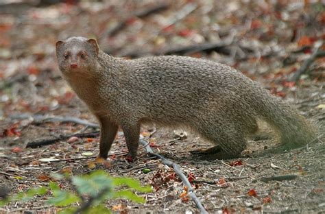 What are Mongooses? | Sandwich Isle