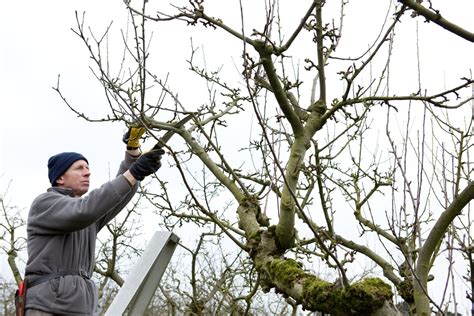 Winter Prune an Apple Tree - BBC Gardeners' World Magazine