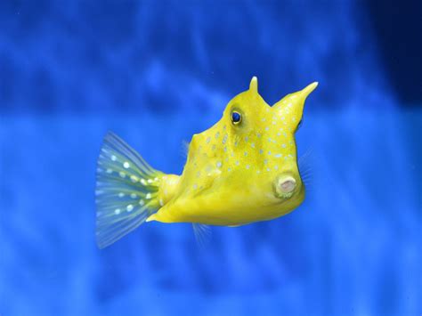 The Online Zoo - Longhorn Cowfish