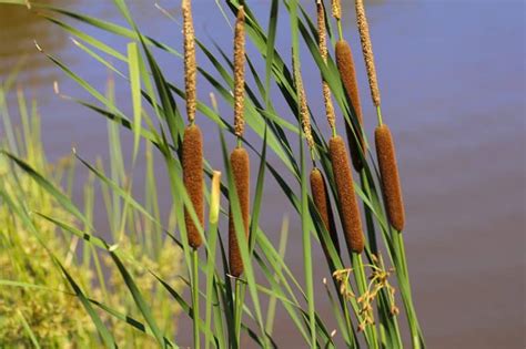 15 Brilliant Uses for Cattails