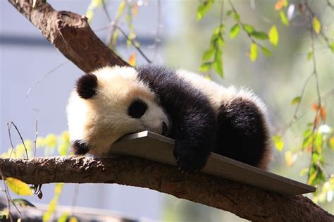 A panda az ember legújabb barátja? - Egzotikus fajok