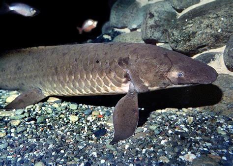 Queensland lungfish - Alchetron, The Free Social Encyclopedia