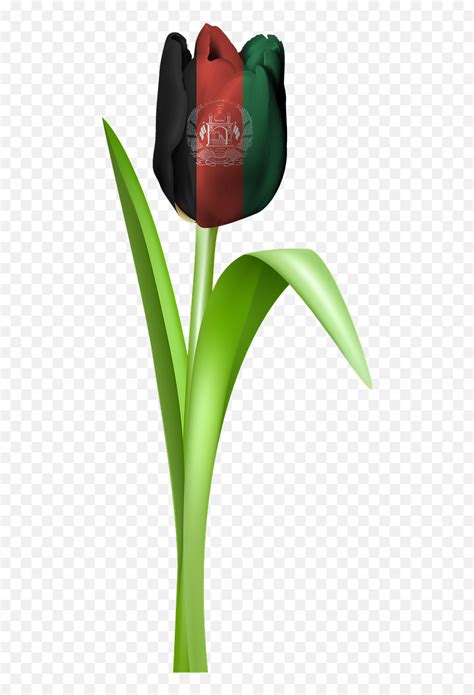 Tulip Iran Tajikistan Afghanistan - Afghanstan Flag Png Hd Emoji,Afghan Flag Emoji - free ...