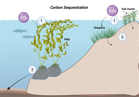 Blue Carbon in MPAs - Greater Farallones Association