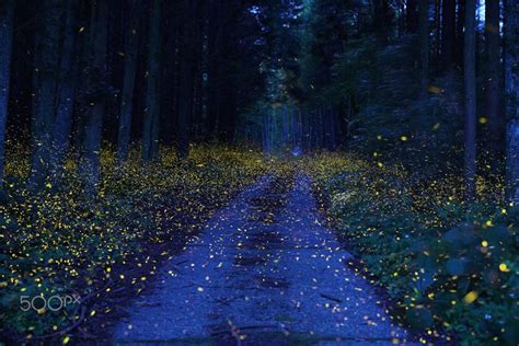 Fireflies at the Shikoku Forest Japan | by Kei Nomiyama [2000x1334 ...