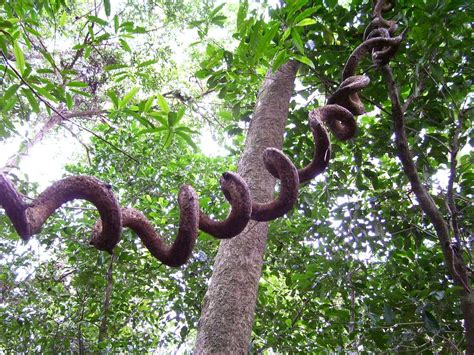 vines in the daintree rainforest | Daintree rainforest, Rainforest ...