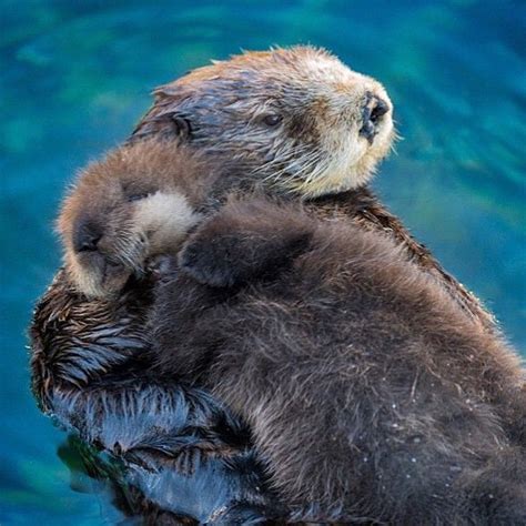 BEAUTIFUL ANIMALS on Instagram: “Mother & Pup Otter Hug 😍 Photo © by ...