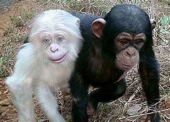 Vitiligo | Cute animals, Albino animals, Animals beautiful