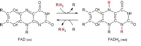 Metabolism Tutorial