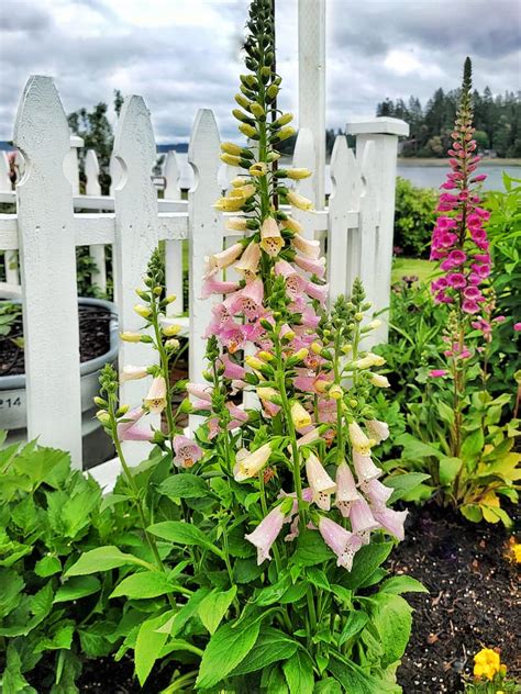 Your Gardening Guide to Grow and Care for Foxgloves - Shiplap and Shells