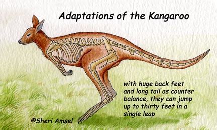 Is it true that Kangaroos can't walk backward?