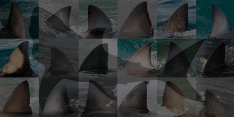 White shark Photo identification project - Great white shark 034