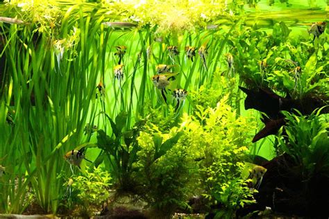 Aquarienpflanzen im Überblick: Welche Möglichkeiten haben Aquarianer? - Aquarium: Fische und ...