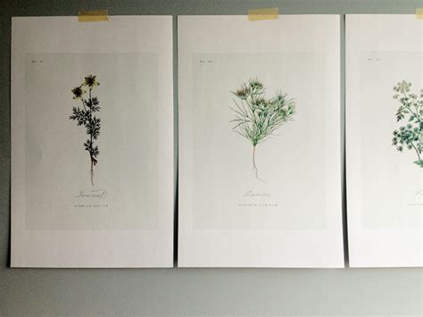 free printable | botanical prints 03 - A Daily Something