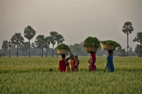 sustainable agriculture - Greenpeace India