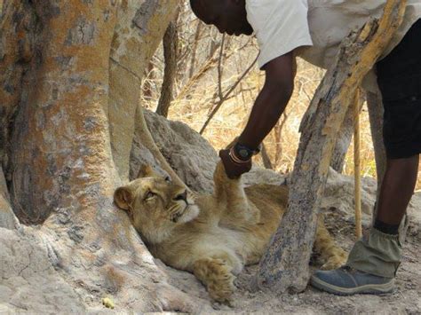 The Sights of Senegal: Fathala Wildlife Reserve - Indiana Jo