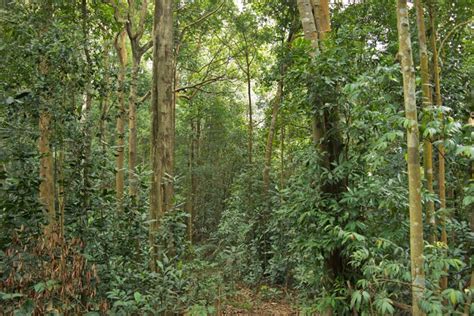 Ayer Hitam Forest Reserve, Puchong - Rainforest Journal