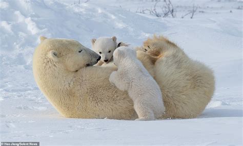 Mother polar bear rolls around in the snow with her young cubs | Daily ...