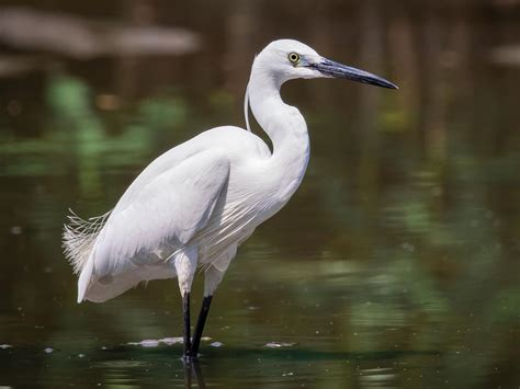 Little Egret Bird Facts (Egretta garzetta) | Birdfact