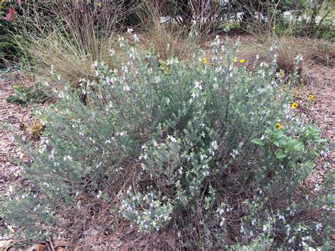 False rosemary - Florida Wildflower Foundation