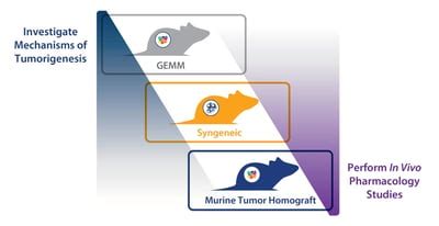 Immunocompetent Murine Models for Immunotherapy Assessment