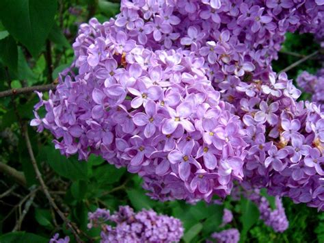 Found on Bing from flower200.blogspot.com Lilac Flowers, Purple Lilac, My Flower, Flower Garden ...