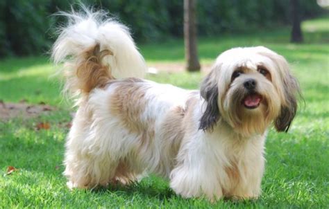 Buy Lhasa Apso Pups – Bark And Paws