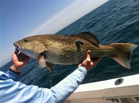 Reef Fish Return to the Deep! - UF/IFAS Extension Manatee County